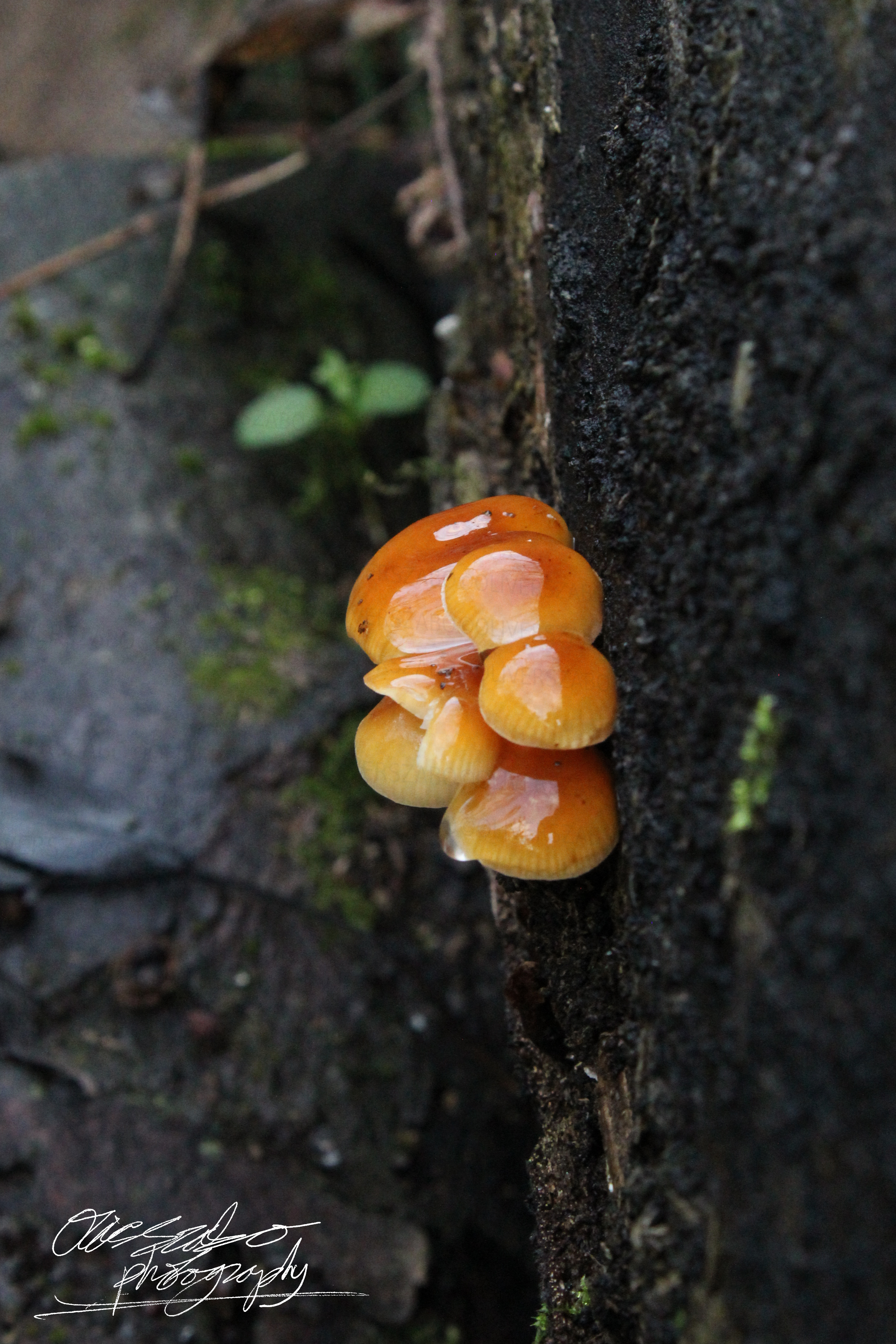 Velvet Shank Distant